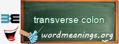 WordMeaning blackboard for transverse colon